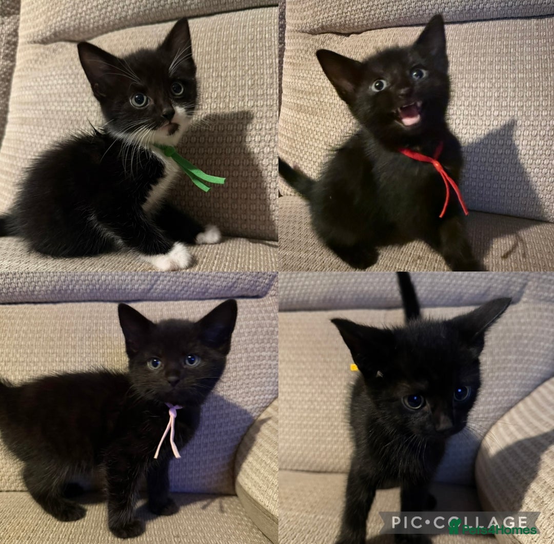Mixed Breed cats for sale: Beautiful Kittens - Image 2