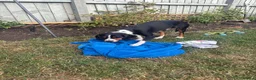 Mixed Breed dogs for adoption: Bingo, male, 1.5 years old, good with dogs  in Swindon - Advert 5