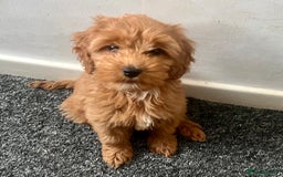 Cockapoo dogs for sale: Beautiful deep red cockapoo puppies  - Image 1
