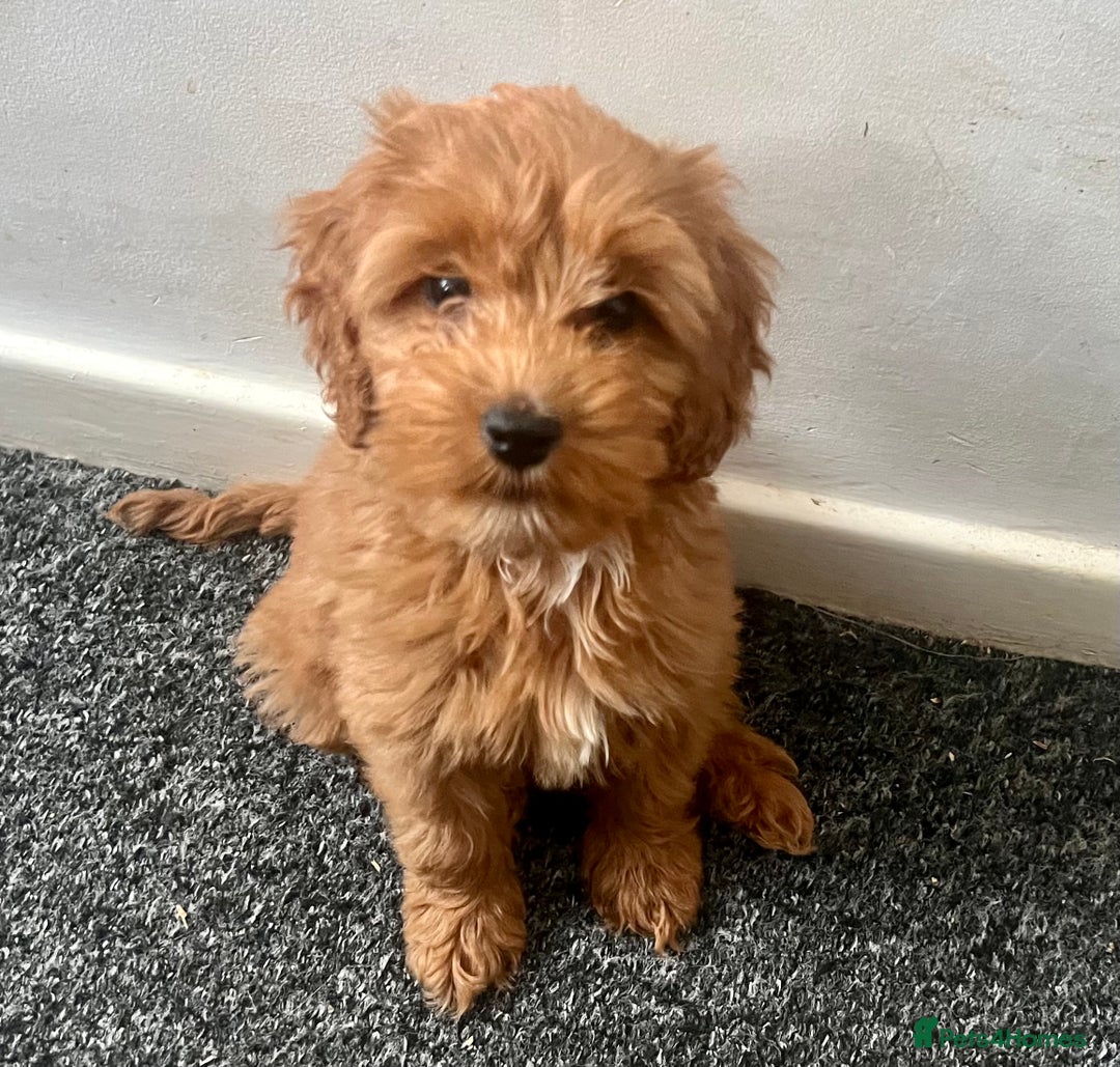 Cockapoo dogs for sale: Beautiful deep red cockapoo puppies  - Image 1