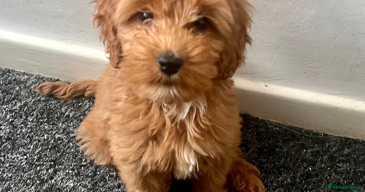 Beautiful deep red cockapoo puppies for sale in Loughton | Pets4Homes