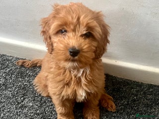 Cockapoo dogs - Advert 17