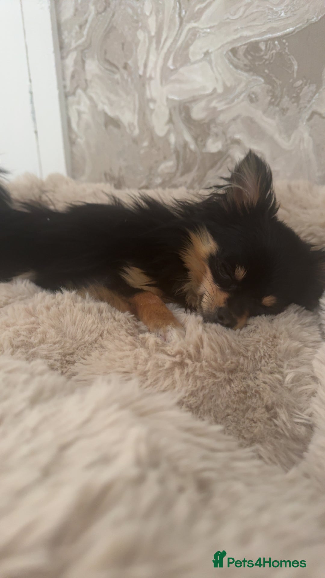 Pomeranian dogs for sale: pomeranian girl - Image 4