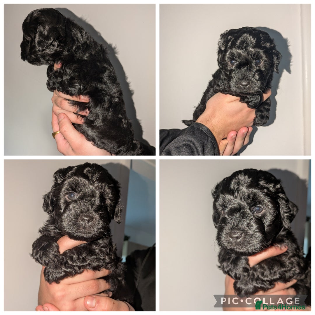 Yorkiepoo dogs for sale: Adorable Yorkiepoo puppies - Advert 3