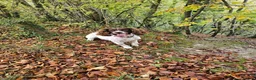 English Springer Spaniel dogs for sale: Luna  in Petersfield - Advert 3