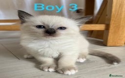 Ragdoll cats for sale: Ragdoll kittens  - Image 3