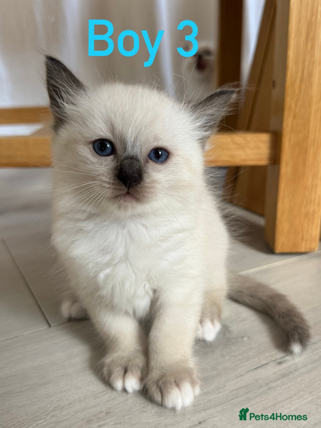 Ragdoll cats for sale: Ragdoll kittens  - Image 3