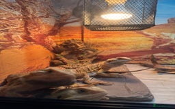 Dragon reptiles for sale: 3 breaded dragon  - Image 2