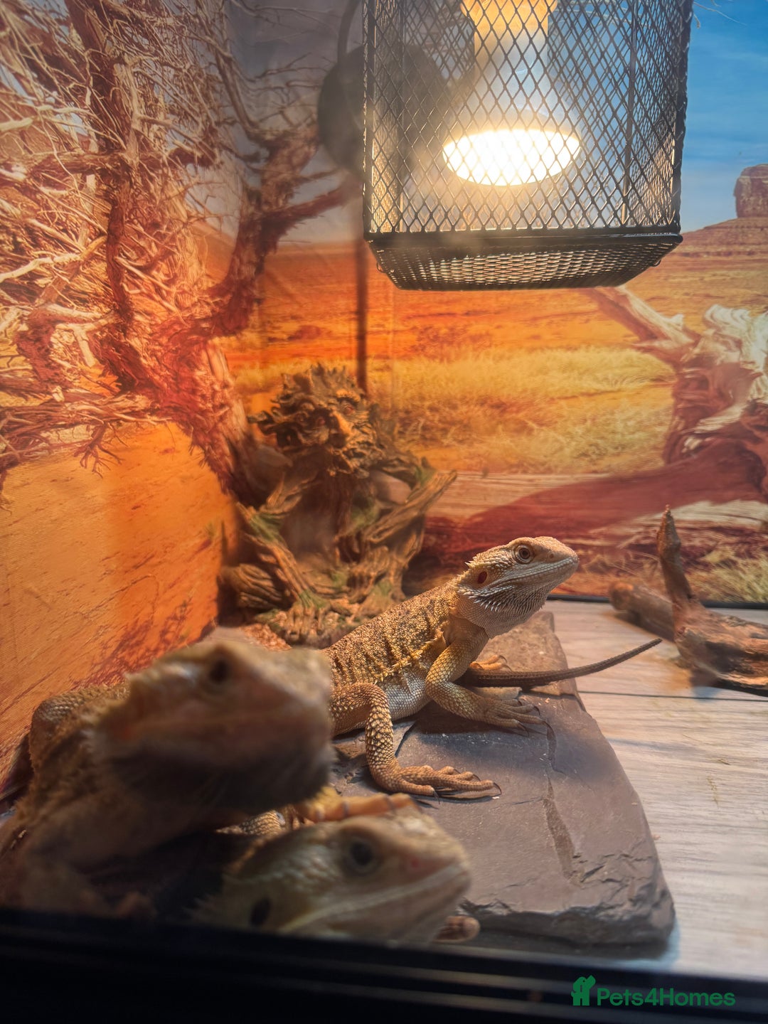 Dragon reptiles for sale: 3 breaded dragon  - Image 2