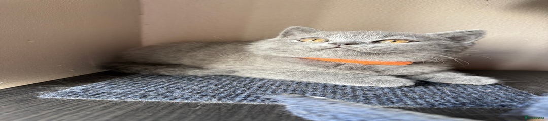 British Shorthair Kitten 4