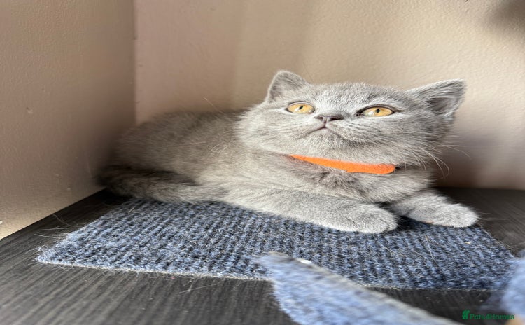 British Shorthair cats - Advert 2