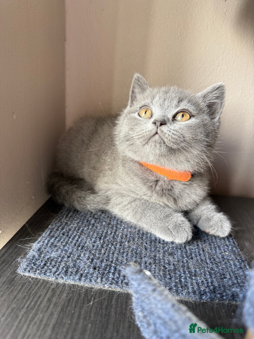 British Shorthair cats for sale: Pedigree BSH Last Female kitten ready to go!! - Image 11