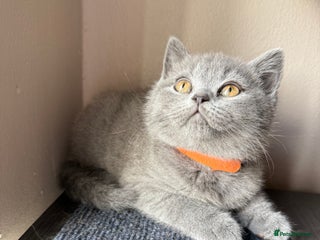 British Shorthair cats - Advert 8