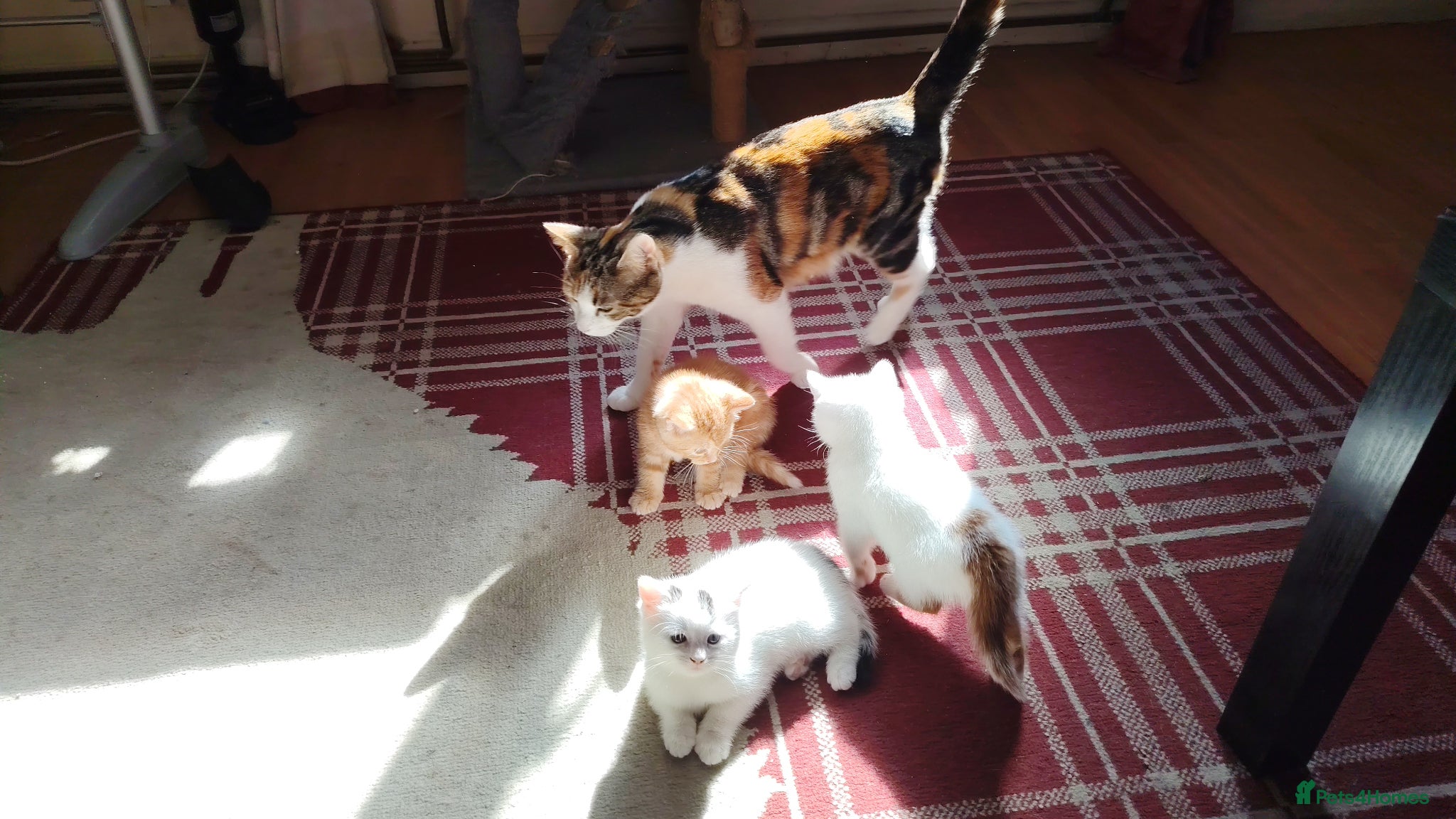 Mixed Breed cats Last one left 9 week old Male Cute Fluffy Kitten - Advert 2