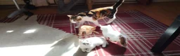Mixed Breed cats for sale: Last one left 9 week old Male Cute Fluffy Kitten in Southampton - Advert 1