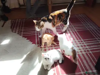 Mixed Breed cats Last one left 9 week old Male Cute Fluffy Kitten - Advert 3