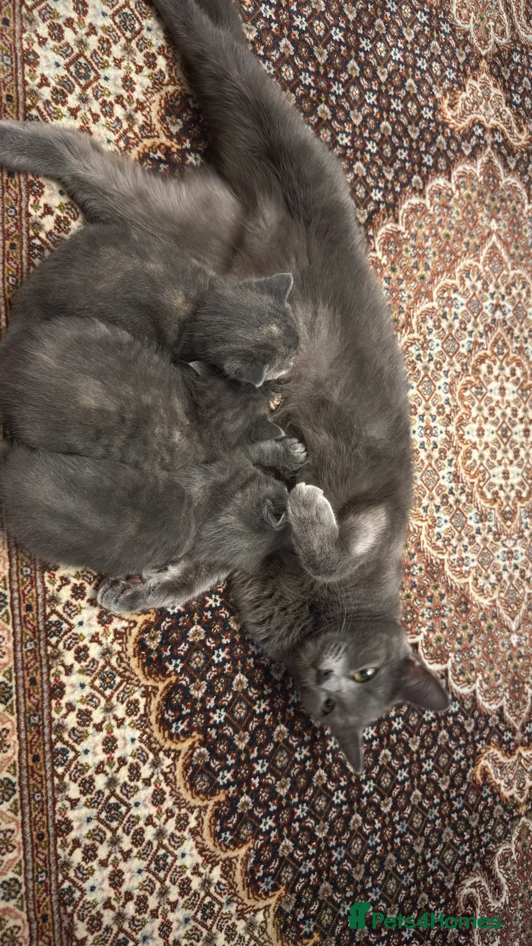 British Shorthair cats for sale: Lovely kittens  - Advert 1
