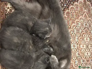 British Shorthair cats Lovely kittens - Advert 1