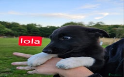 Mixed Breed dogs for sale: Girl TRI- due to unforseen circumstances - Image 18