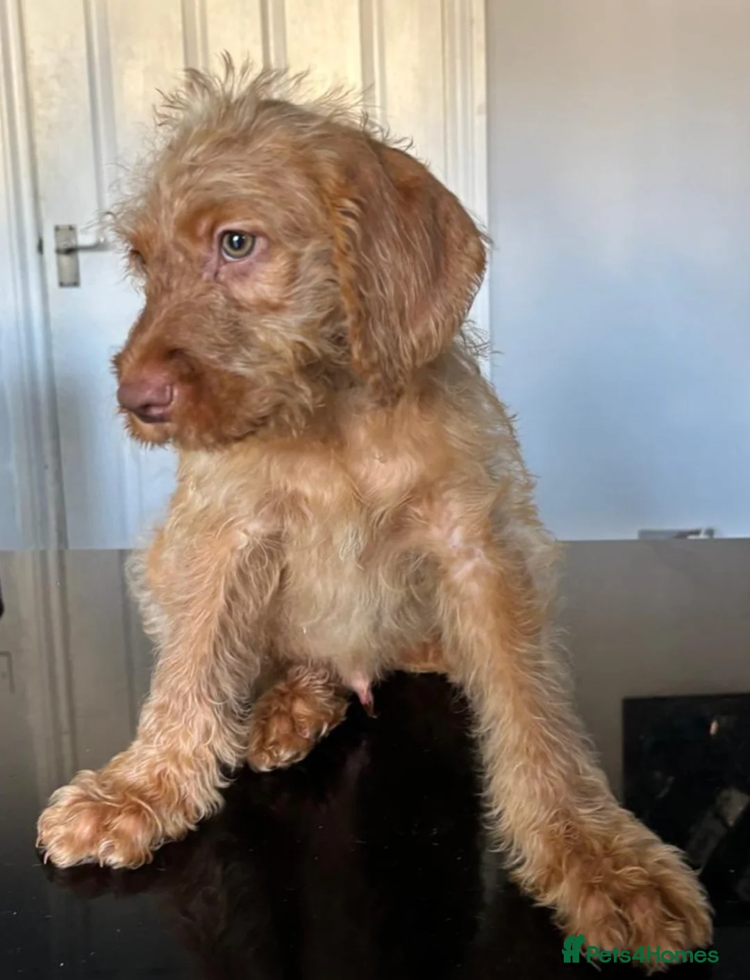 Mixed Breed dogs for sale: Vizsladoodle Puppies for sale in Newton Abbot - Advert 7