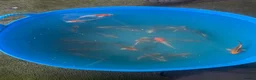 Koi Carp fish for sale: Variety of koi in Maidstone - Advert 4