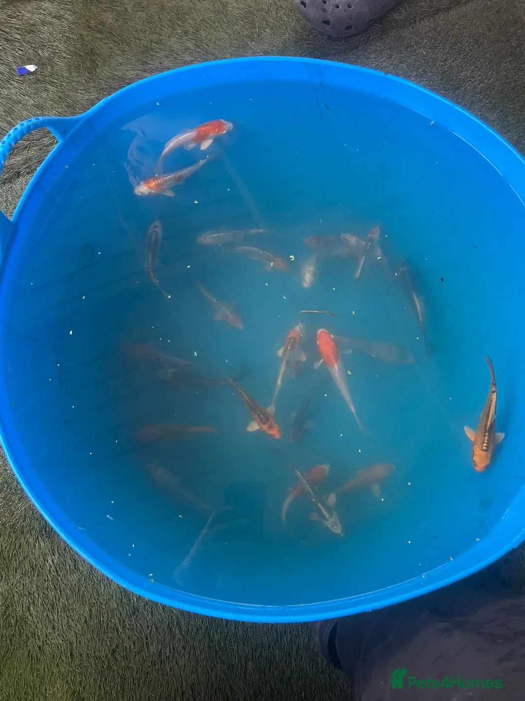 Koi Carp fish for sale: Variety of koi in Maidstone - Advert 4