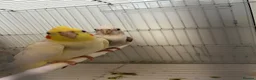 Cockatiels birds for sale: Cockatiels  - Advert 2