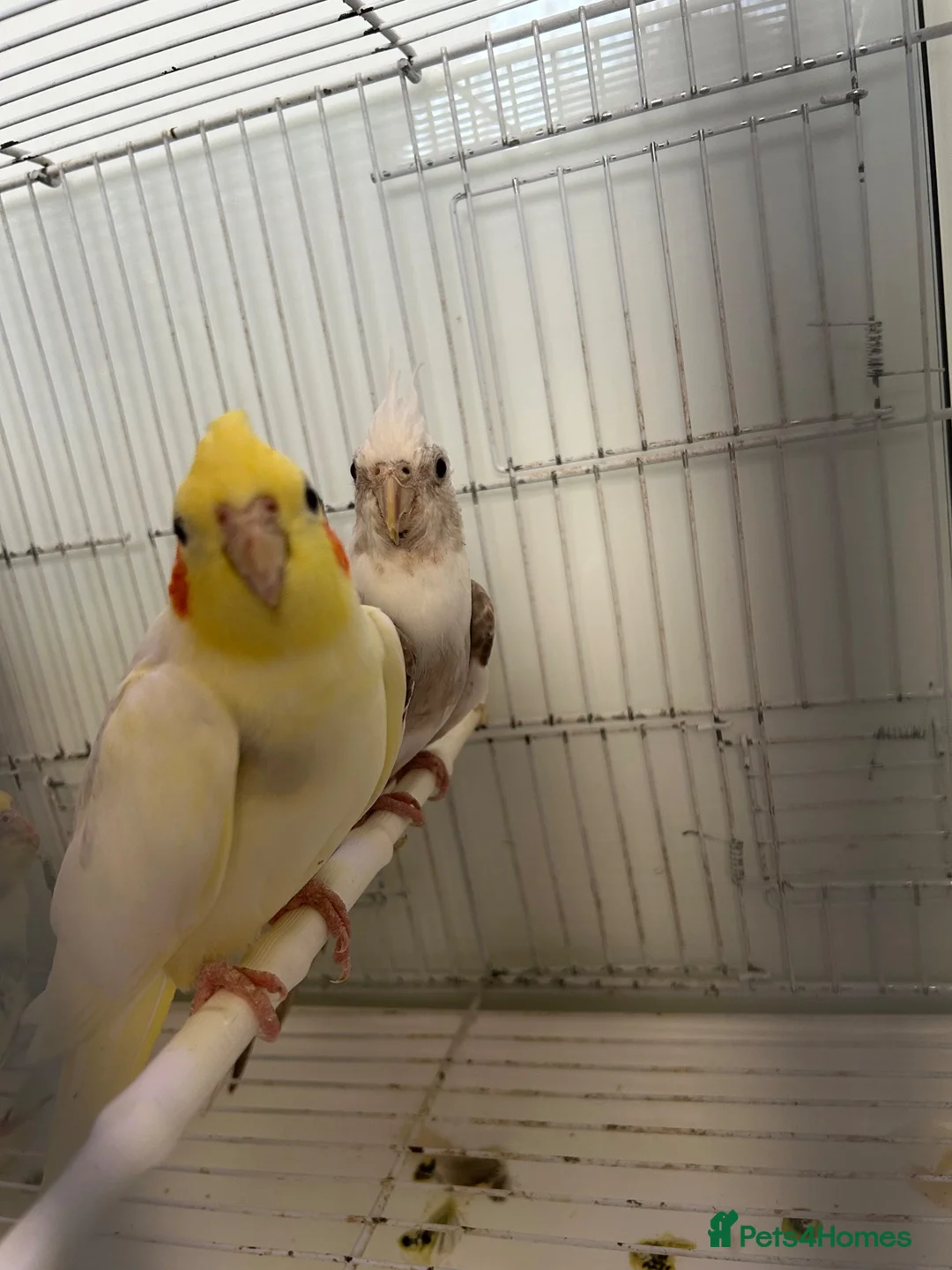 Cockatiels birds for sale: Cockatiels  - Advert 2