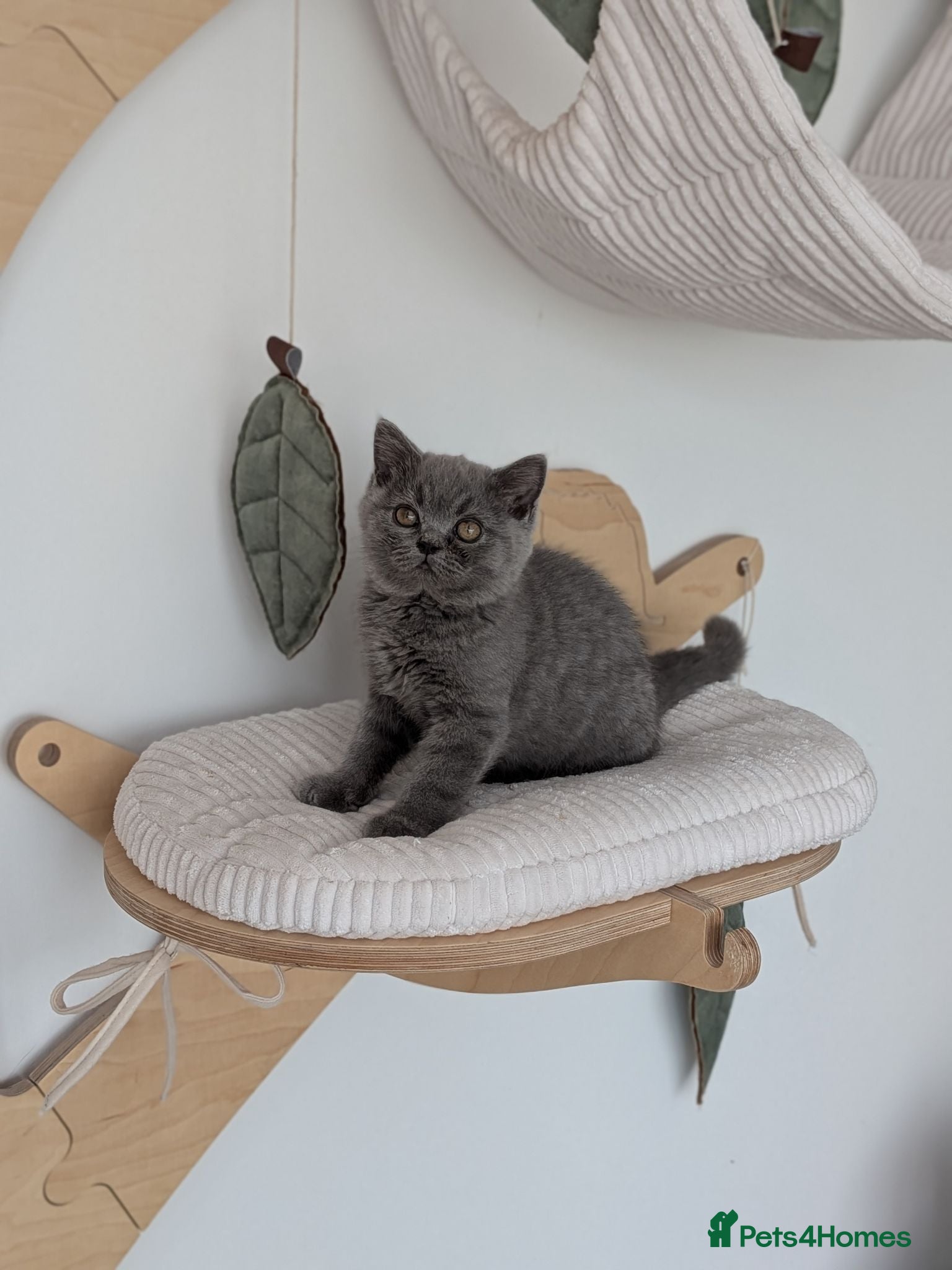 British Shorthair cats GCCF Registered Kittens  - Advert 2