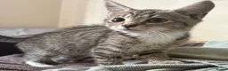 Mixed Breed cats for sale: Little ones are looking for loving home - Advert 17