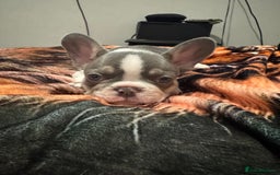 French Bulldog dogs for sale: French bull dog - Image 5