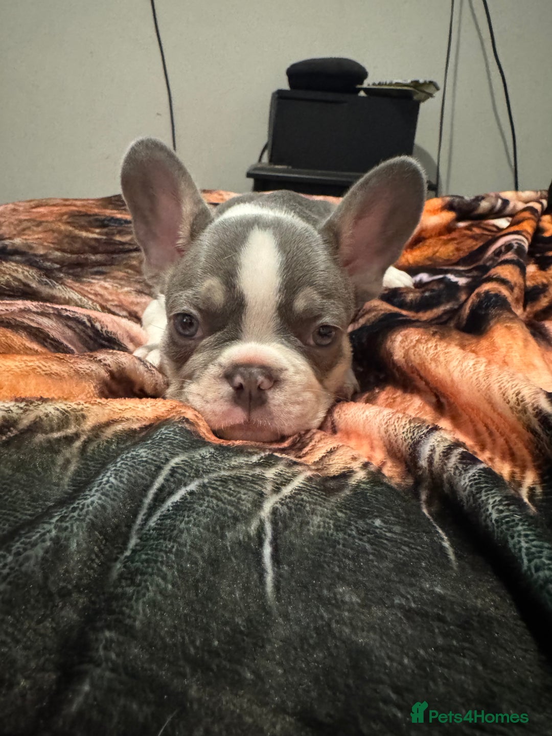 French Bulldog dogs for sale: French bull dog - Image 5