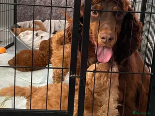 Cockapoo dogs STUNNING HEALTH CLEAR COCKAPOO PUPPIES - Advert 14