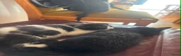 Scottish Fold cats for sale: Scottish Fold Kittens in Peterborough - Advert 1