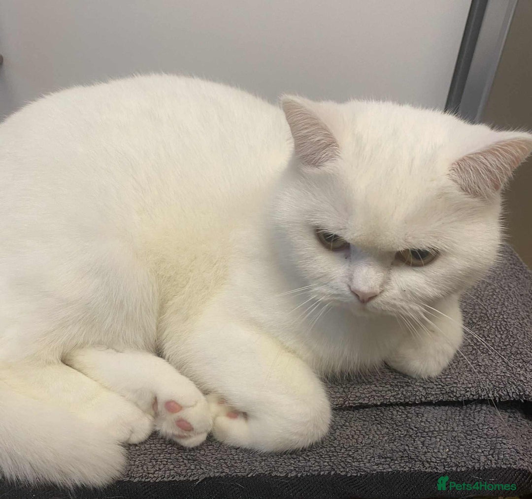 British Shorthair cats for sale: British shorthair females  - Advert 11