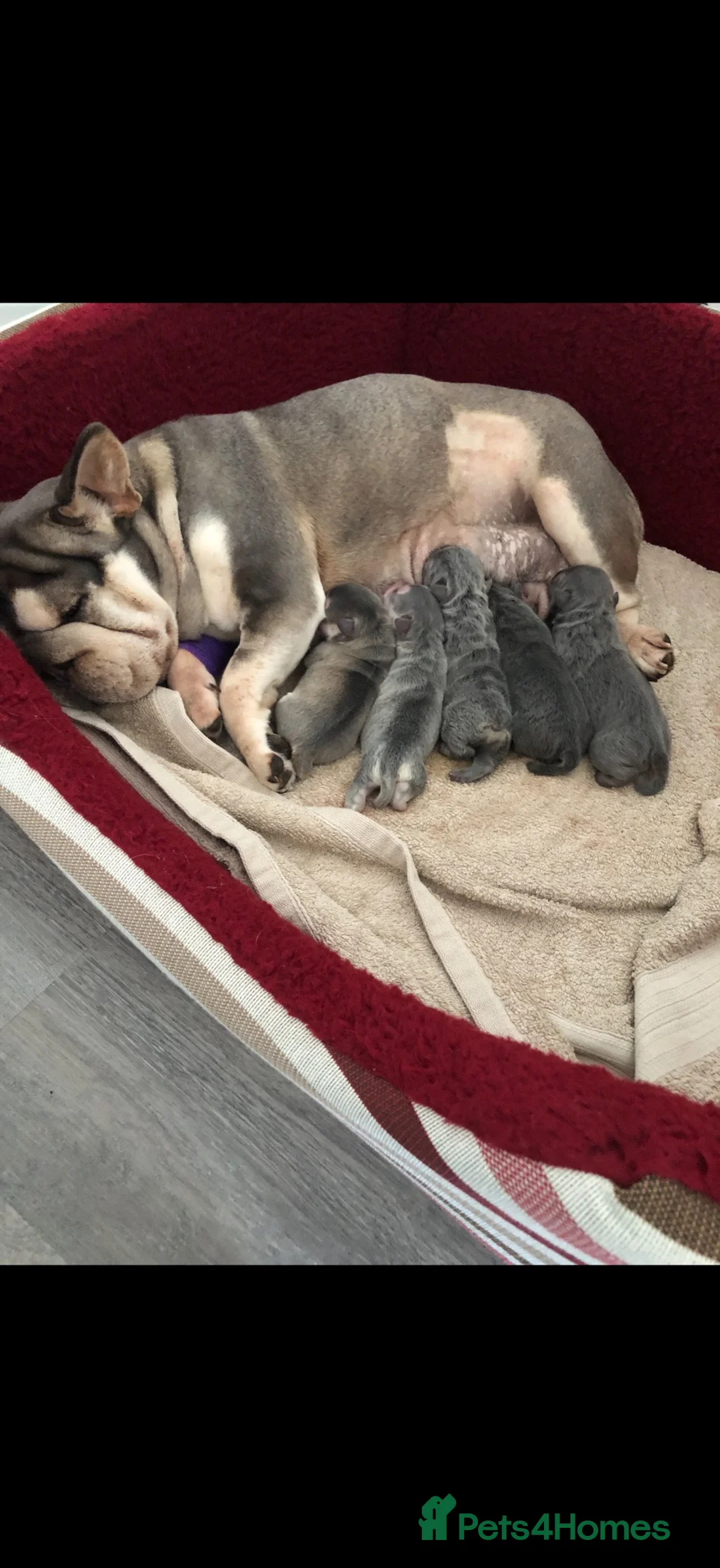 French Bulldog dogs for sale: Beautiful French Bulldog Puppies - ready soon - Advert 7