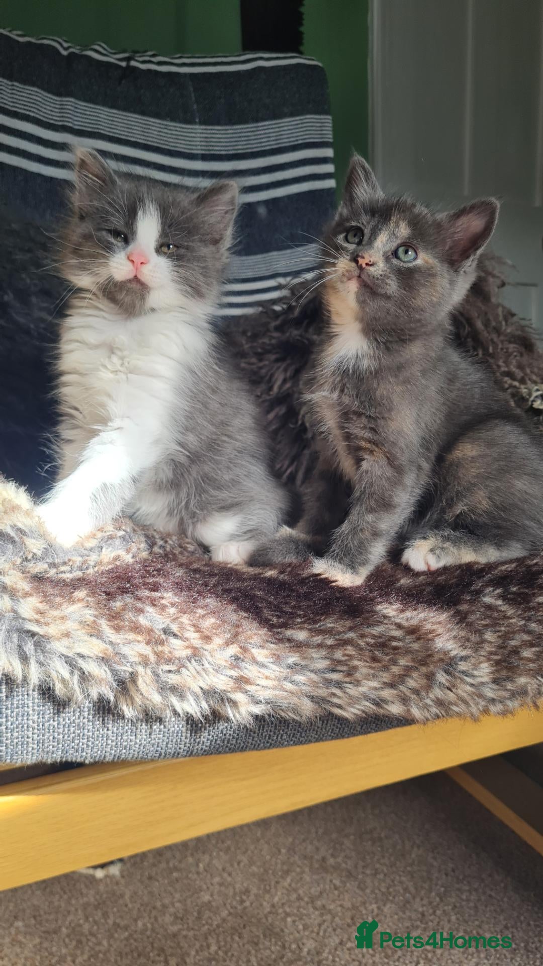 Mixed Breed cats 2 cute girl kittens - Advert 12