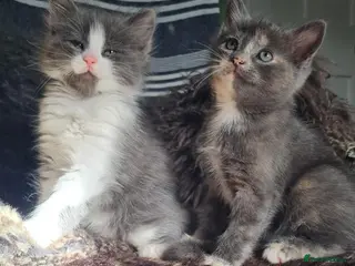 Mixed Breed cats 2 cute girl kittens - Advert 12