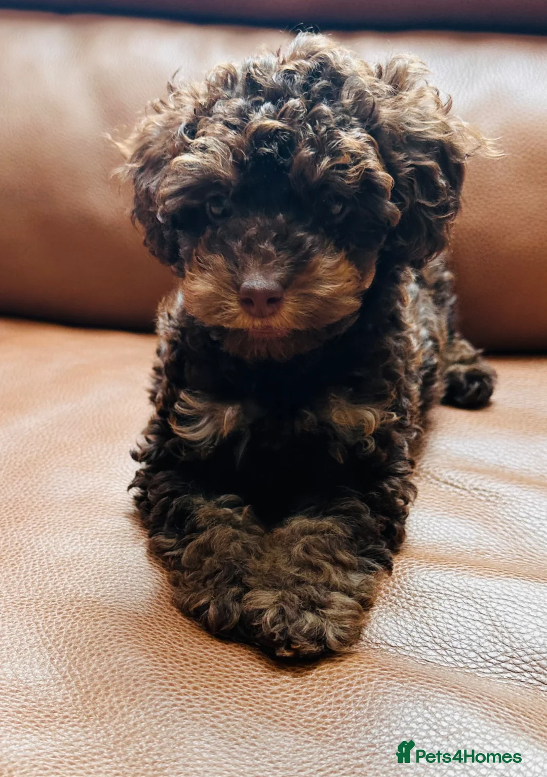 Toy Poodle dogs for sale: Choc phantom poodle  - Advert 1