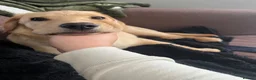 Labrador Retriever dogs for sale: 7 month old Labrador retriever  - Advert 5