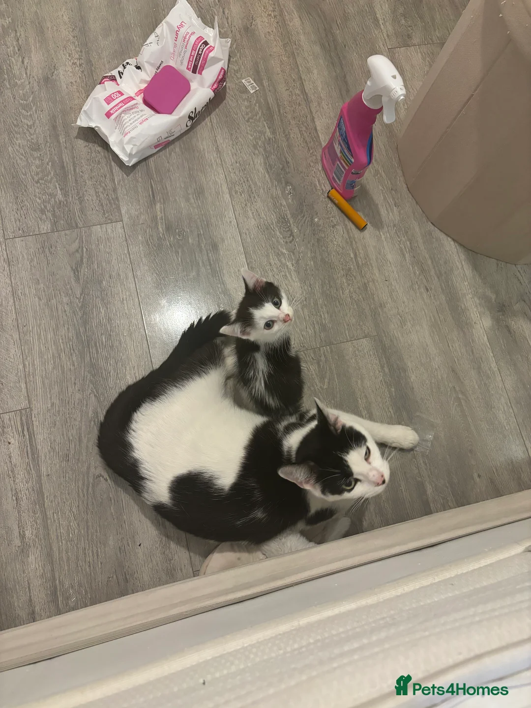 Mixed Breed cats for sale: Turkish angora kitten  - Advert 5