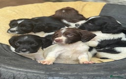 English Springer Spaniel dogs for sale: Pedigree Springer Spaniel Pups.  - Image 18