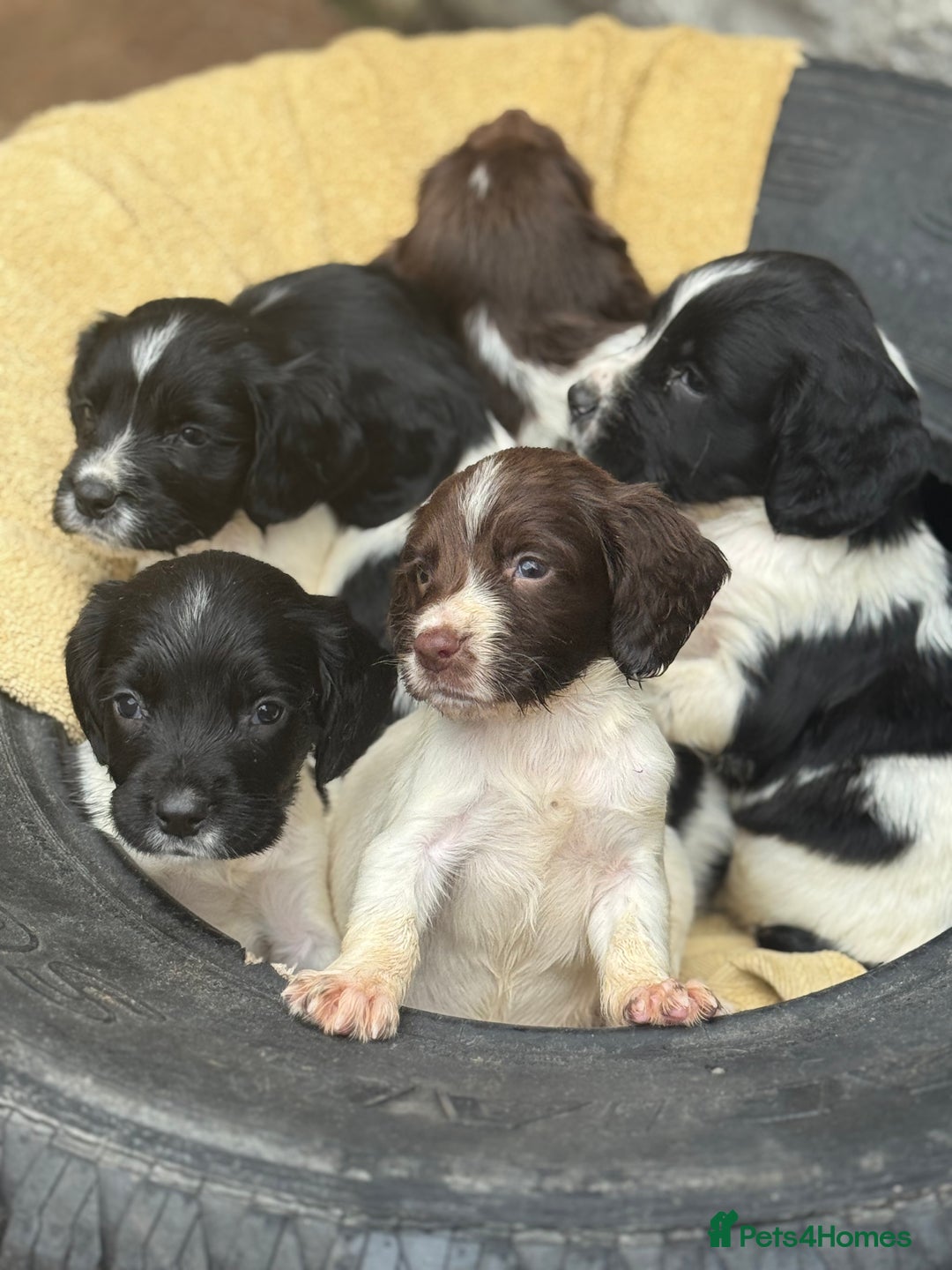 English Springer Spaniel dogs for sale: Pedigree Springer Spaniel Pups.  - Image 18