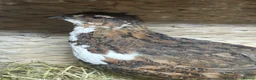 Quail poultry for sale: MALE QUAIL FOR SALE in Newtownards - Advert 10