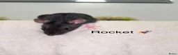 Rat rodents for sale: Beautiful baby rats  - Advert 14