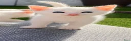 Mixed Breed cats for sale: 4 beautiful white mixed breed 7 week old kittens  in Dudley - Advert 2
