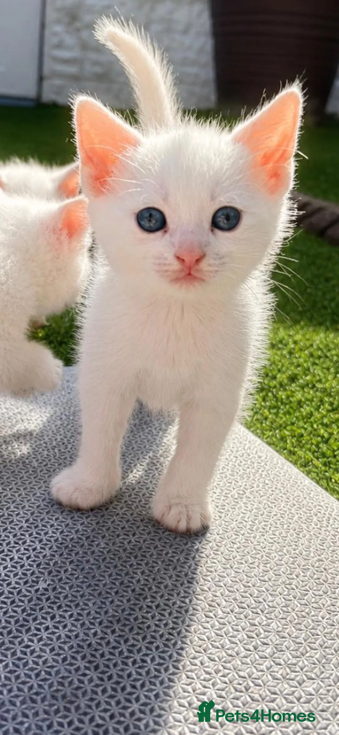 Mixed Breed cats for sale: 4 beautiful white mixed breed 7 week old kittens  in Dudley - Advert 2