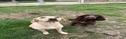 Labrador Retriever dogs for sale: Rumi & Tala - Advert 6