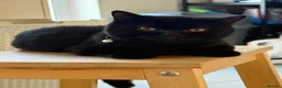 British Shorthair cats for sale: Gccf reg. British Shorthair Lilacs,Black - Advert 2