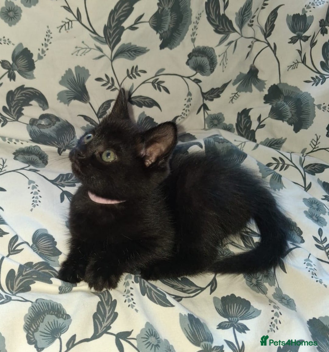 Mixed Breed cats for sale: READY NOW!!! 🐈‍⬛🐈‍⬛🐈‍⬛ - Image 9